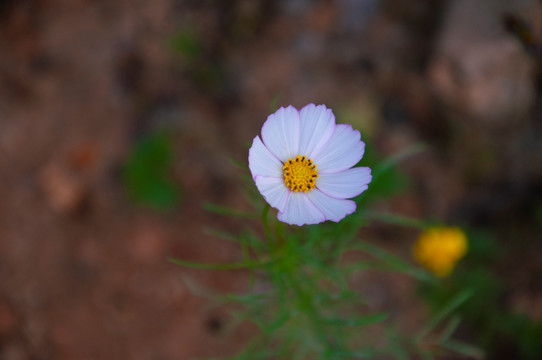 洁白小花