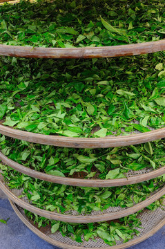 传统茶叶加工