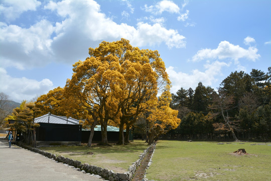 日本风光