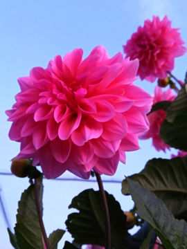 大丽花
