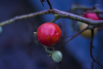 红色番茄