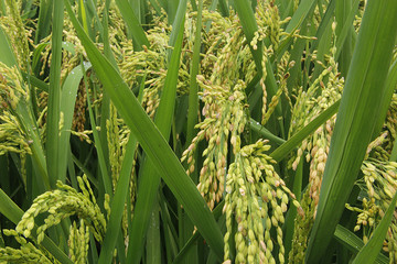 绿色稻米