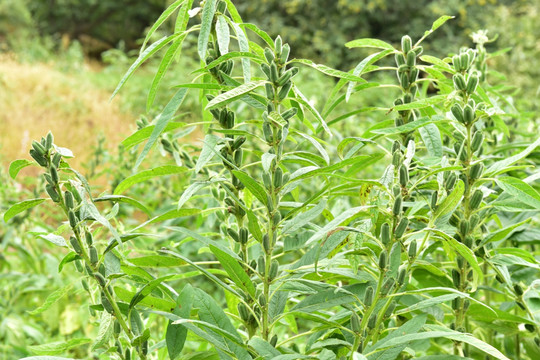 芝麻种植