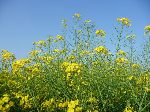 油菜花