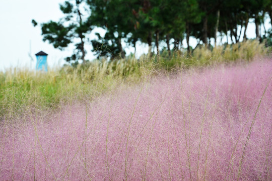 粉黛乱子草花田