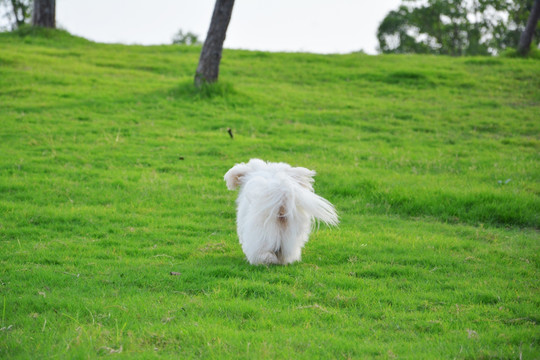 草地上的小狗