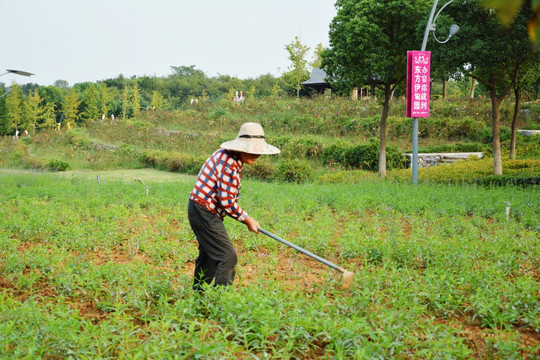 花田除草