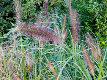 野草