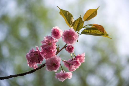 重瓣樱花