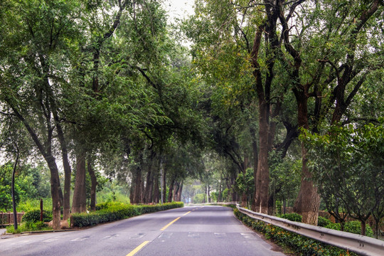 道路古树