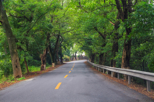 森林道路