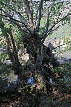 天星桥风景区榕树