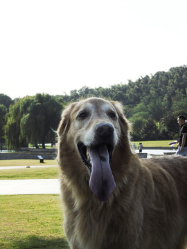 狗狗正面