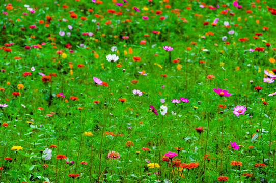 格桑花