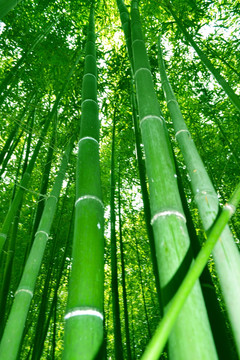竹林
