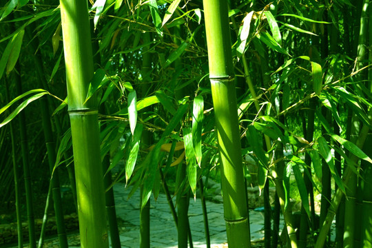 竹节素材图片