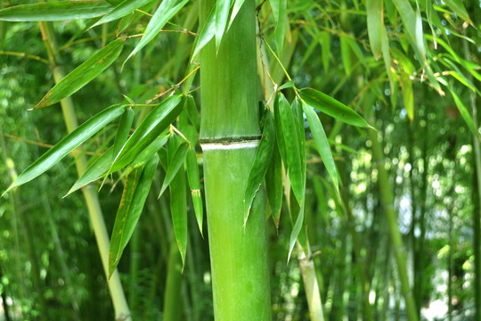 竹节