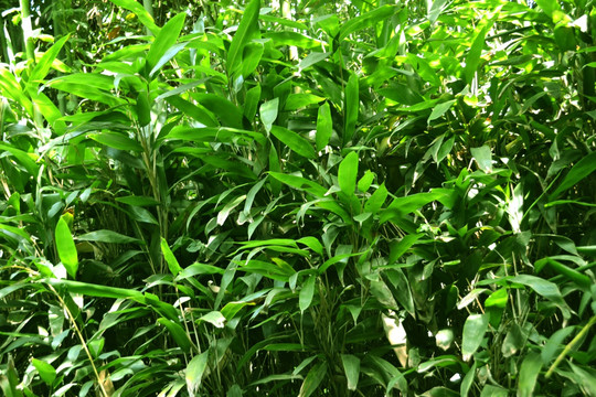竹箬粽子叶