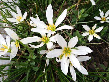 白色清新的花