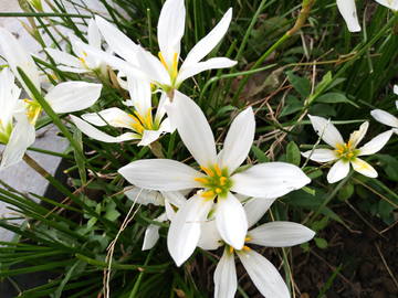 素雅的白色花