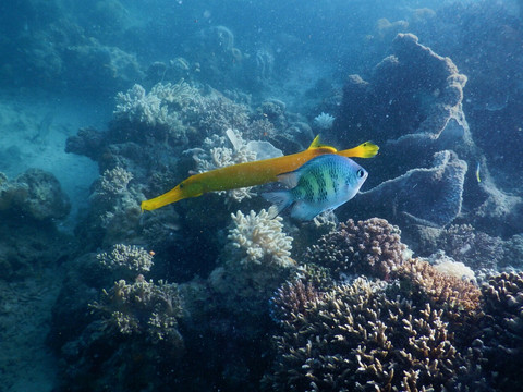 海底漂亮的热带鱼