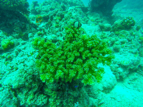 奇特美丽的海底珊瑚世界