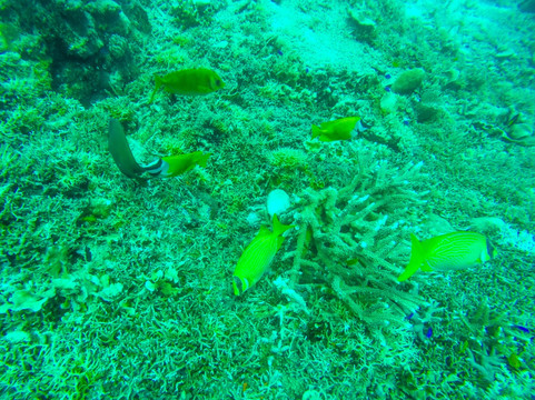 珊瑚与热带鱼海底世界