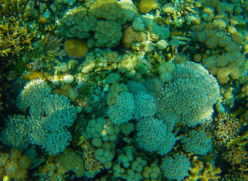 珊瑚世界