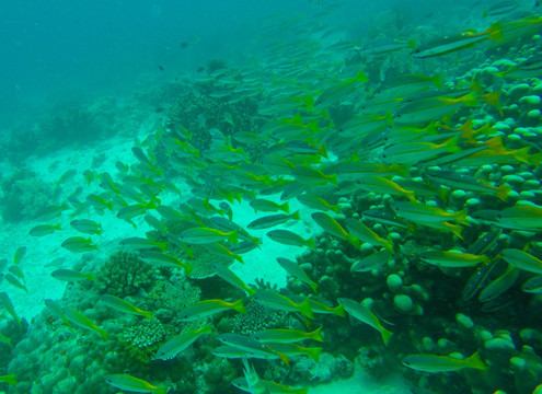 水族馆深海鱼群