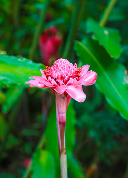 火炬姜瓷玫瑰菲律宾蜡花