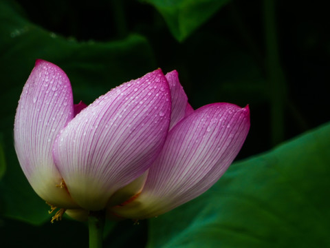 荷花特写