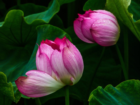 荷花特写