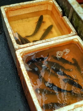 市场摊档