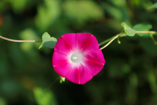 牵牛花