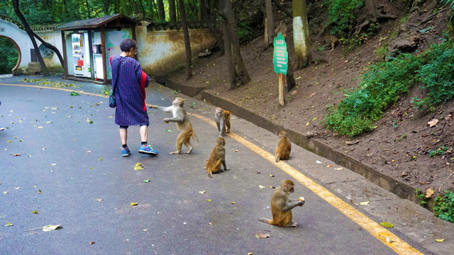 小猕猴与自愿者