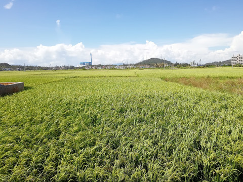 水稻田