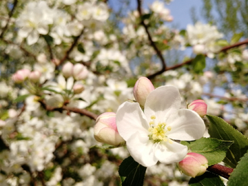 小白花