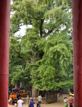 寺院里的高大银杏树