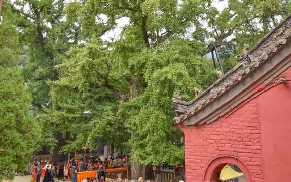老寺院里的百年银杏树