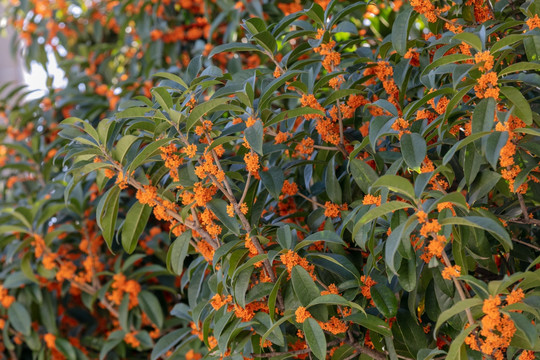 桂花素材