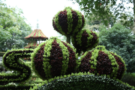 绿色植物景观