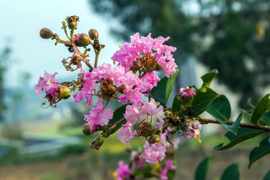 紫薇花