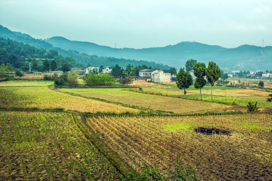 乡村田野