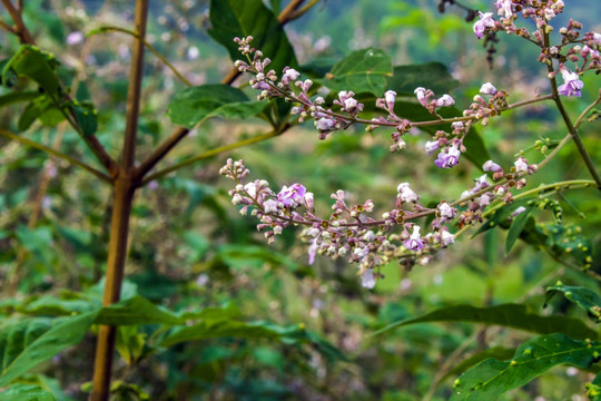 黄荆花