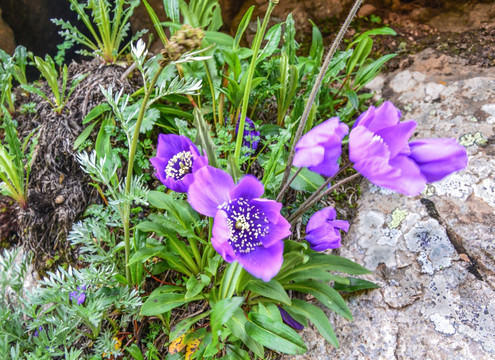 紫花绿绒蒿