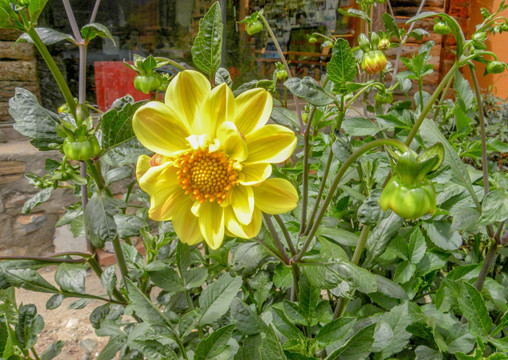 大丽花