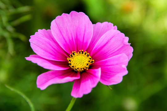 格桑花特写