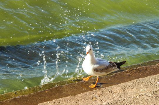 湖畔站立的海鸥