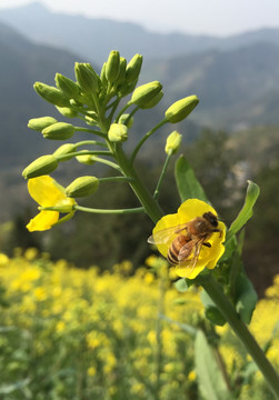 油菜花上的蜜蜂采蜜