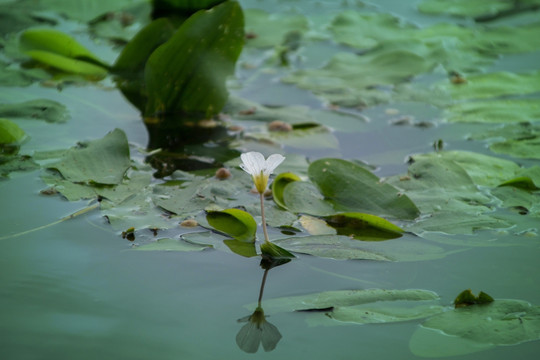 水葫芦